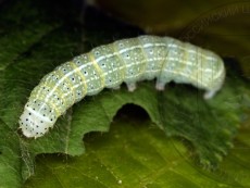 Orthosia cerasi IV_дорсально